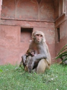 Agra Fort - monkeys near the entrance