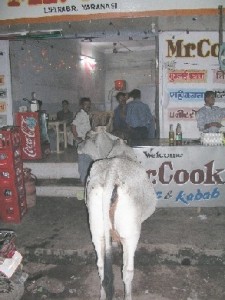 A cow looking for some kebab in Varanasi